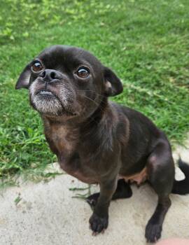 Pug Dogs Available for Adoption in Pflugerville, Texas - Priscilla | PetCurious