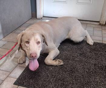 Rescue Labrador Retriever and Weimaraner Dogs for Adoption in Hollister, Missouri - Scout | PetCurious
