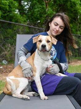 Mixed Breed Dogs Available for Adoption in Chamblee, Georgia - Saturn | PetCurious