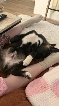 Carrot Cake -  Labrador Retriever and Husky Dog for Adoption in Denver, Colorado - Carrot Cake | PetCurious