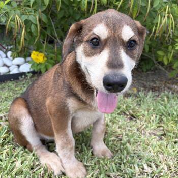 Wemby -  Husky Dog for Adoption in Harlingen, Texas - Wemby | PetCurious