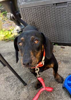 Pete -  Dachshund Dog for Adoption in Richmond, Kentucky - Pete | PetCurious