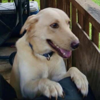 Rescue Yellow Labrador Retriever Dogs for Adoption in Longview, Texas - Henry | PetCurious