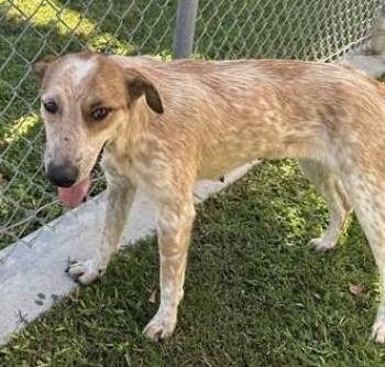 Bindi -  Australian Cattle Dog Blue Heeler Dog for Adoption in Las Vegas, Nevada - Bindi | PetCurious