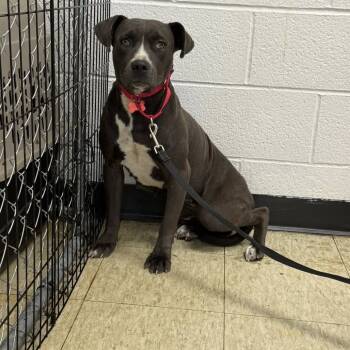 Rescue Pit Bull Terrier and American Staffordshire Terrier Dogs for Adoption in East St. Louis, Illinois - Adrienne | PetCurious