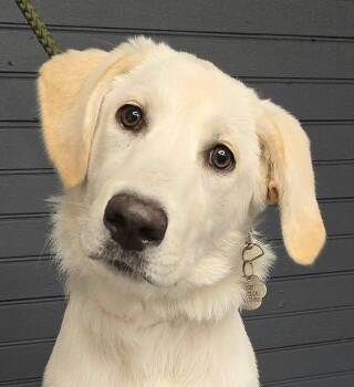 Abelia -  Labrador Retriever and Great Pyrenees Dog for Adoption in Newport, Tennessee - Abelia | PetCurious