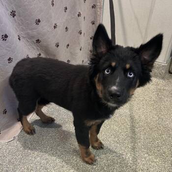 IVHS-Stray-141091 -  Australian Shepherd and Husky Dog for Adoption in San Gabriel, California - IVHS-Stray-141091 | PetCurious