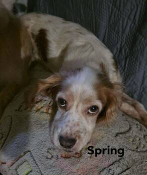 Spaniel and Mixed Breed Dogs Available for Adoption in Severance, Colorado - Spring | PetCurious