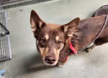 KANA -  Mixed Breed Dog for Adoption in Santa Fe, New Mexico - KANA | PetCurious