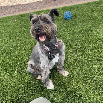 Gracie -  Schnauzer Dog for Adoption in Washington, Utah - Gracie | PetCurious