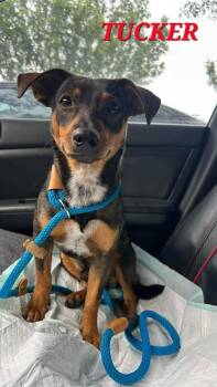 Terrier and Chihuahua Dogs Available for Adoption in Saugus, Massachusetts - Tucker | PetCurious