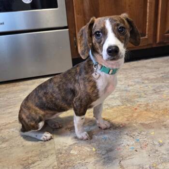 Dachshund Dogs Available for Adoption in Chattanooga, Tennessee - Greta | PetCurious
