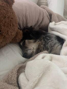 Darwin -  Australian Cattle Dog Blue Heeler and Australian Shepherd Dog for Adoption in Los Angeles, California - Darwin | PetCurious