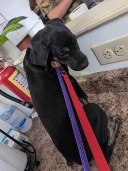 Pretzel -  Mixed Breed Dog for Adoption in Cincinnati, Ohio - Pretzel | PetCurious