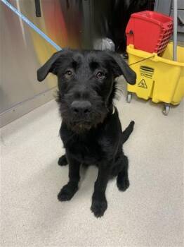 Airedale Terrier and Mixed Breed Dogs Available for Adoption in Fairbanks, Alaska - PRINCESS | PetCurious