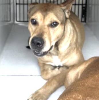 German Shepherd Dog and Mixed Breed Dogs Available for Adoption in Houston, Texas - KODA | PetCurious