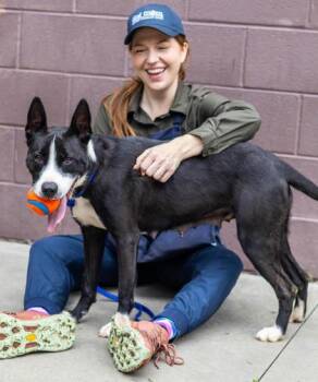 Entree -  Mixed Breed Dog for Adoption in Chamblee, Georgia - Entree | PetCurious