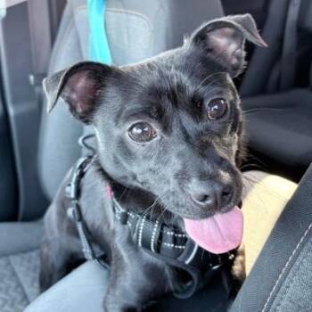 Mixed Breed Dogs Available for Adoption in San Francisco, California - Ash | PetCurious