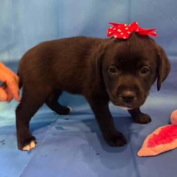 April Ludgate -  Mixed Breed Dog for Adoption in Racine, Wisconsin - April Ludgate | PetCurious