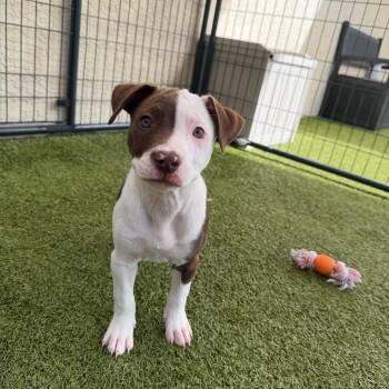 Mixed Breed Dogs Available for Adoption - Dainty | PetCurious