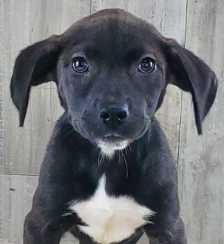 Rescue Mixed Breed Dogs for Adoption in Shreveport, Louisiana - Marina | PetCurious