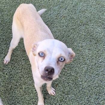 Crystal -  Chihuahua Dog for Adoption in Carrollton, Texas - Crystal | PetCurious