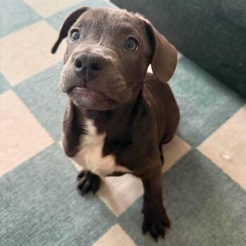 Buzz -  Pit Bull Terrier and American Staffordshire Terrier Dog for Adoption in Bryan, Texas - Buzz | PetCurious