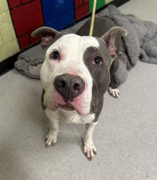 Rescue Pit Bull Terrier Dogs for Adoption in Indianapolis, Indiana - SALAMI | PetCurious