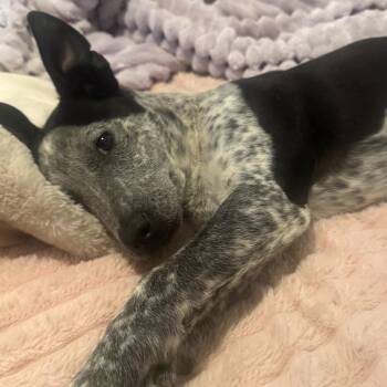 Pit Bull Terrier and Australian Cattle Dog Blue Heeler Dogs Available for Adoption - Little Oreo | PetCurious