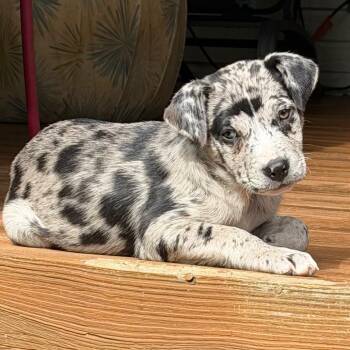 Australian Shepherd and Mixed Breed Dogs Available for Adoption in Brownsboro, Alabama - Mochi | PetCurious