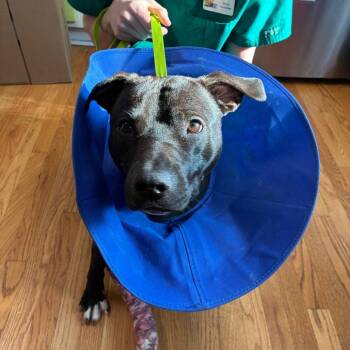 Ravioli -  Pit Bull Terrier Dog for Adoption in Northbrook, Illinois - Ravioli | PetCurious