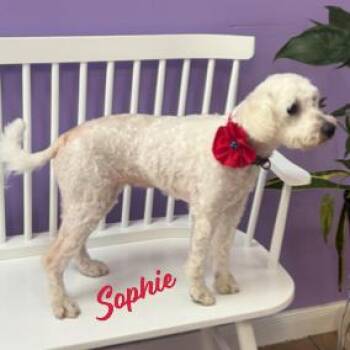 Sophie #ms-congeniality -  Poodle Dog for Adoption in Houston, Texas - Sophie #ms-congeniality | PetCurious