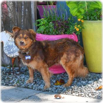 Retriever Dogs Available for Adoption in Wake Forest, North Carolina - Redner | PetCurious