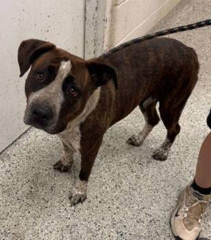 Anakeesta -  Mixed Breed Dog for Adoption in Kansas City, Missouri - Anakeesta | PetCurious