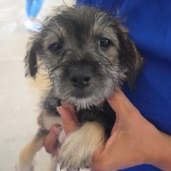 Chihuahua and Miniature Schnauzer Dogs Available for Adoption in Dallas, Texas - Lyric | PetCurious