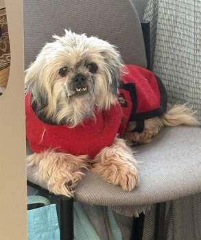 Shih Tzu Dogs Available for Adoption - CHEWIE | PetCurious