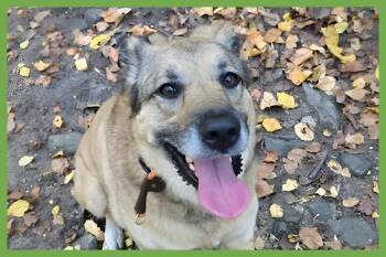 Freya -  Anatolian Shepherd and German Shepherd Dog Dog for Adoption in Amherst, Massachusetts - Freya | PetCurious