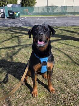 Snow -  Rottweiler Dog for Adoption in Westwood, New Jersey - Snow | PetCurious