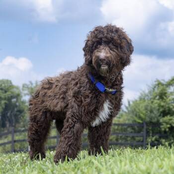 Frankey -  Australian Shepherd and Standard Poodle Dog for Adoption in Franklin, Tennessee - Frankey | PetCurious