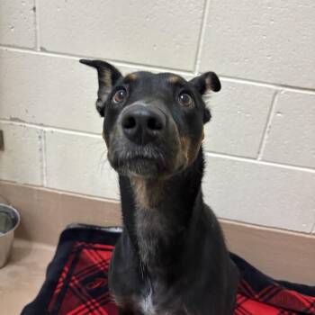 Lilo -  Mixed Breed Dog for Adoption in Reno, Nevada - Lilo | PetCurious