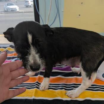 Suki -  Dachshund and Wirehaired Terrier Dog for Adoption in Chico, California - Suki | PetCurious