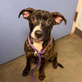 Mixed Breed Dogs Available for Adoption in Dekalb, Illinois - Echo | PetCurious