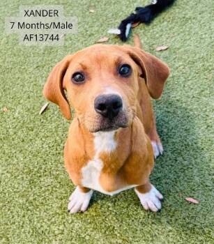 Pit Bull Terrier Dogs Available for Adoption - Xander | PetCurious