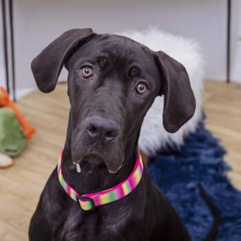 Great Dane Dogs Available for Adoption - Gretel | PetCurious