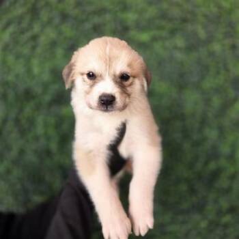 Australian Cattle Dog Blue Heeler and Mixed Breed Dogs Available for Adoption in El Paso, Texas - 60790267 | PetCurious