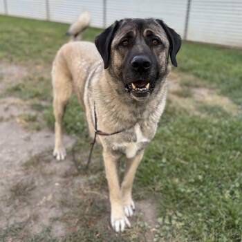 DUKE -  Anatolian Shepherd Dog for Adoption in Modesto, California - DUKE | PetCurious