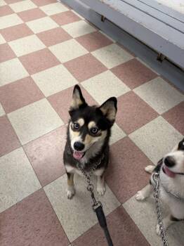 Daisy -  Australian Shepherd and Husky Dog for Adoption in Ontario, California - Daisy | PetCurious