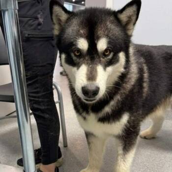 Alaskan Malamute Dogs Available for Adoption - Mulligan  | PetCurious