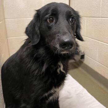 Nessi -  Black Labrador Retriever and Mixed Breed Dog for Adoption in Harrisonburg, Virginia - Nessi | PetCurious