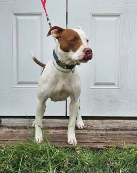 Nessie -  Staffordshire Bull Terrier and Mixed Breed Dog for Adoption in Mccook, Nebraska - Nessie | PetCurious